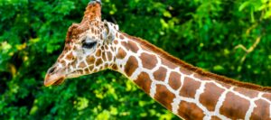 Tierquiz